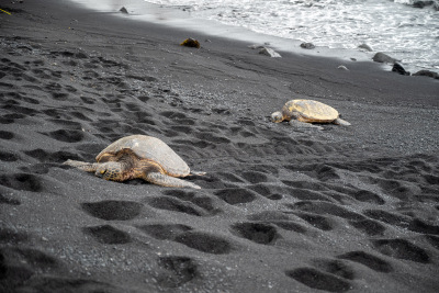 A pair of sea turtles rests on the black sand at Punaluʻu Beach on the Big Island of Hawaii