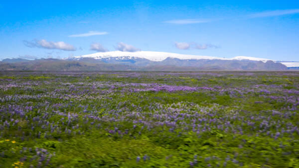 Ice-cap covered volcano Eyjafjallajokull in Iceland seen across a field of purple lupines