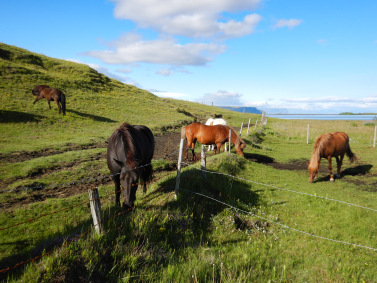 Icelandic horses graze in a field near Kirkjubaejarklaustur.