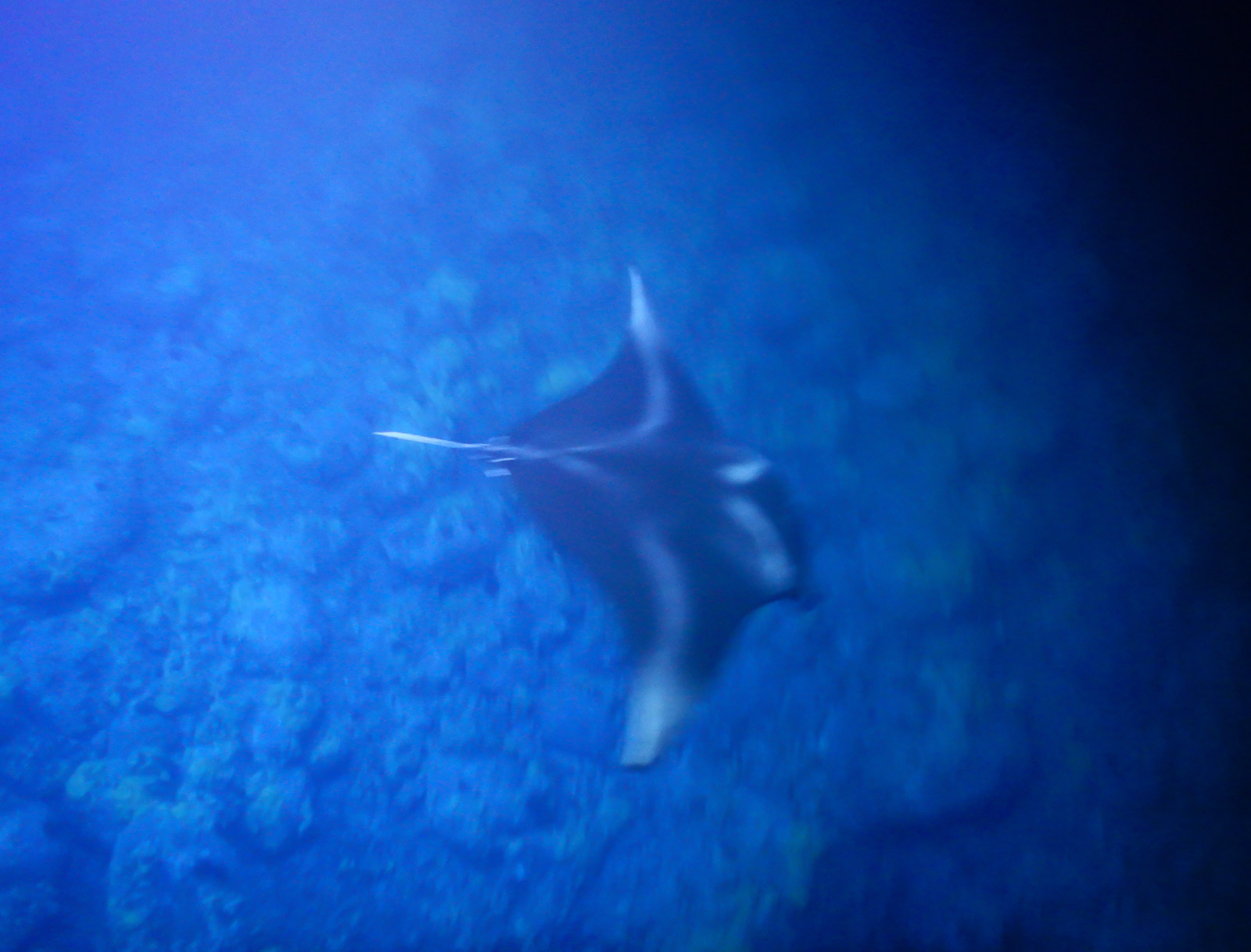 A manta ray swims below near the bottom of a blue ocean near Kona, Hawaii