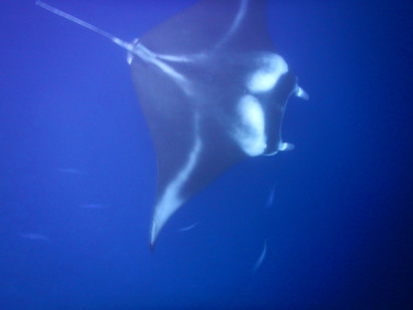 A manta ray about 8 feet across approaches me near Kona, Hawaii