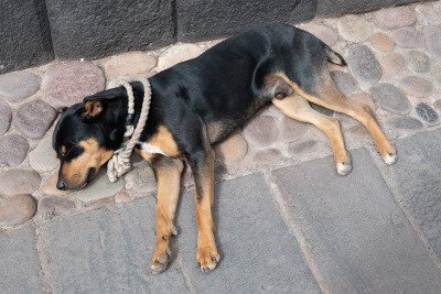 Black and tan dog lies sleeping on stone pavement in Cusco, Peru.