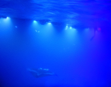 Swimmers use lights to attract plankton which the manta rays come to feed on in the ocean near Kona, Hawaii