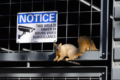 A squirrel stares accusingly next to a security sign in downtown Denver, Colorado.