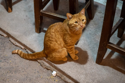 Orange cat with a Mona Lisa smile sits among the bar stools outside Ollantaytambo train station.