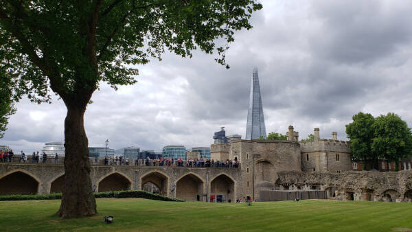 A massive tree on the Tower of London grounds contrasts with the towering Shard skyscraper across the river.