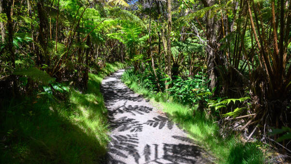 Prehistoric vegetation shrouds the trails at Hawaii's Volcanoes National Park