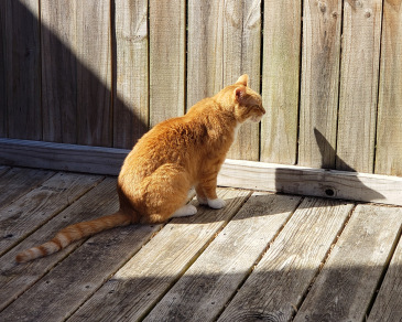 Orange cat sitting on a sunny deck casts a sharp angular shadow.