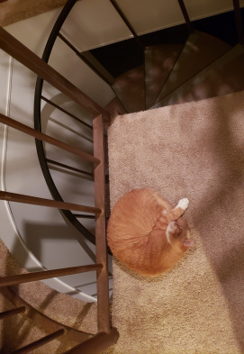 Curled up orange cat continues curve of spiral staircase.