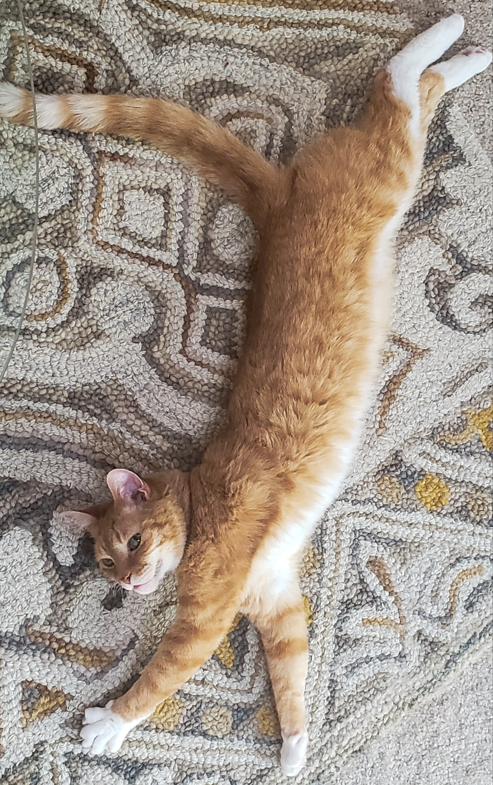 Orange cat stretches out on carpet with curvy geometric patterns.