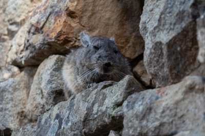 A resting rodent blends into a niche in the wall at Machu Picchu.