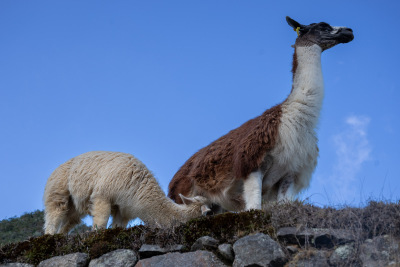 Black faced llama feeds her young on the agricultural terraces at Machu Picchu