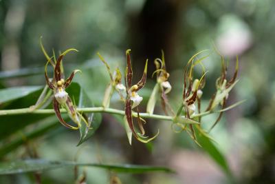 Closeup of a small orchid