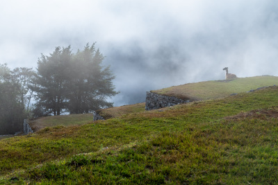 A lone llama on a Machu Picchu terrace stares into thick fog in the valley below.