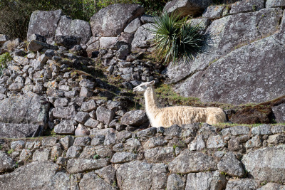 White llama aligns himself along the wall above the Main Plaza at Machu Picchu