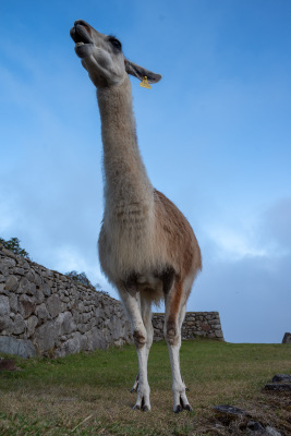 Brown llama brays from the agricultural terraces at Machu Picchu