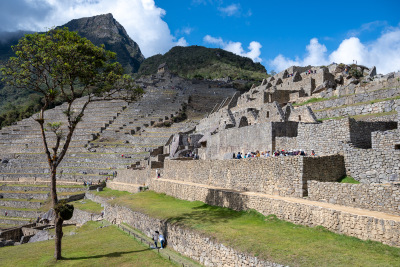 A single tree stands in the central plaza at Machu Picchu