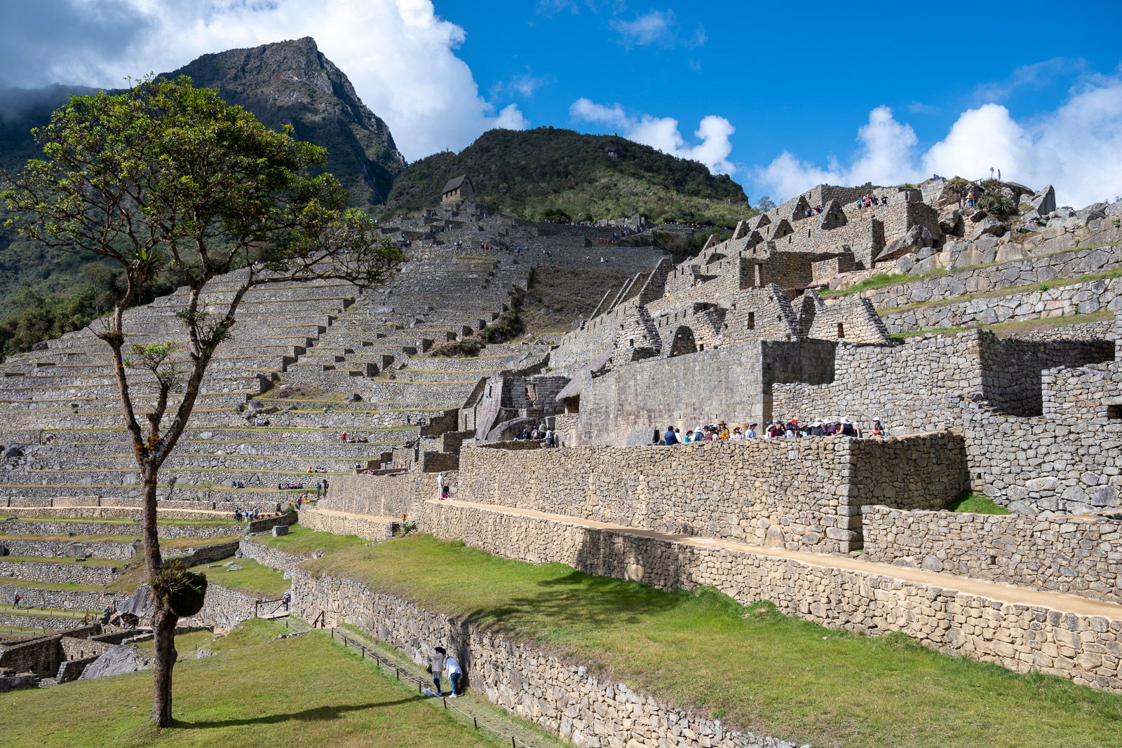 A single tree stands in the central plaza at Machu Picchu