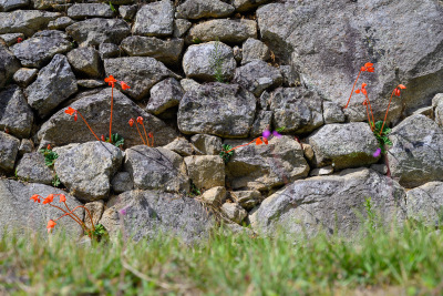 Neon red flowers on long stalks grow from crevices in a wall at Machu Picchu.
