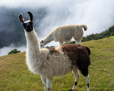 Mama llama gives accusing look after earlier photo of her nursing her offspring